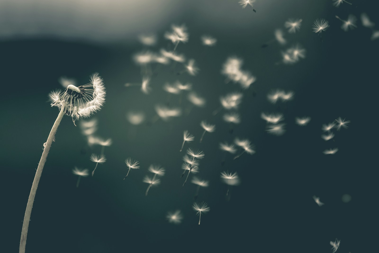 Dandelion-Free Lawns: Secrets You Need to Know