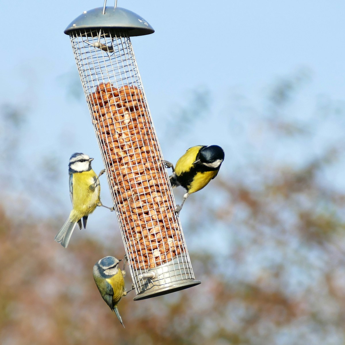 Why Do Birds Toss Seeds Out of the Feeder?