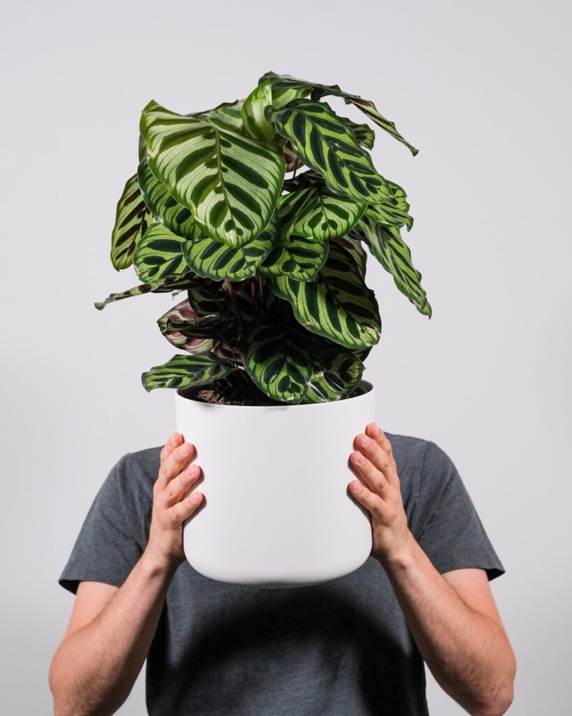 Calathea