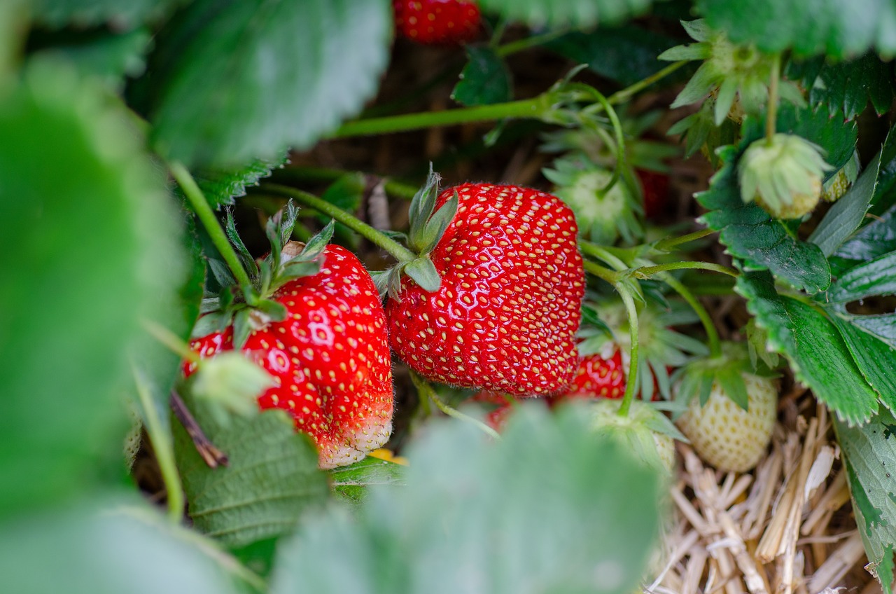 Pennington Terra Cotta Strawberry Pot Review: Is It Worth It?