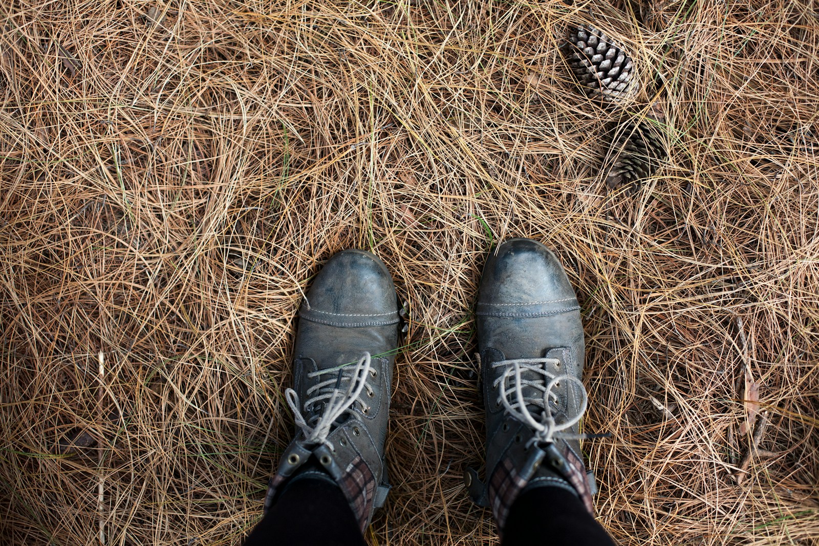Are Pine Needles Bad for Your Lawn? What You Need to Know
