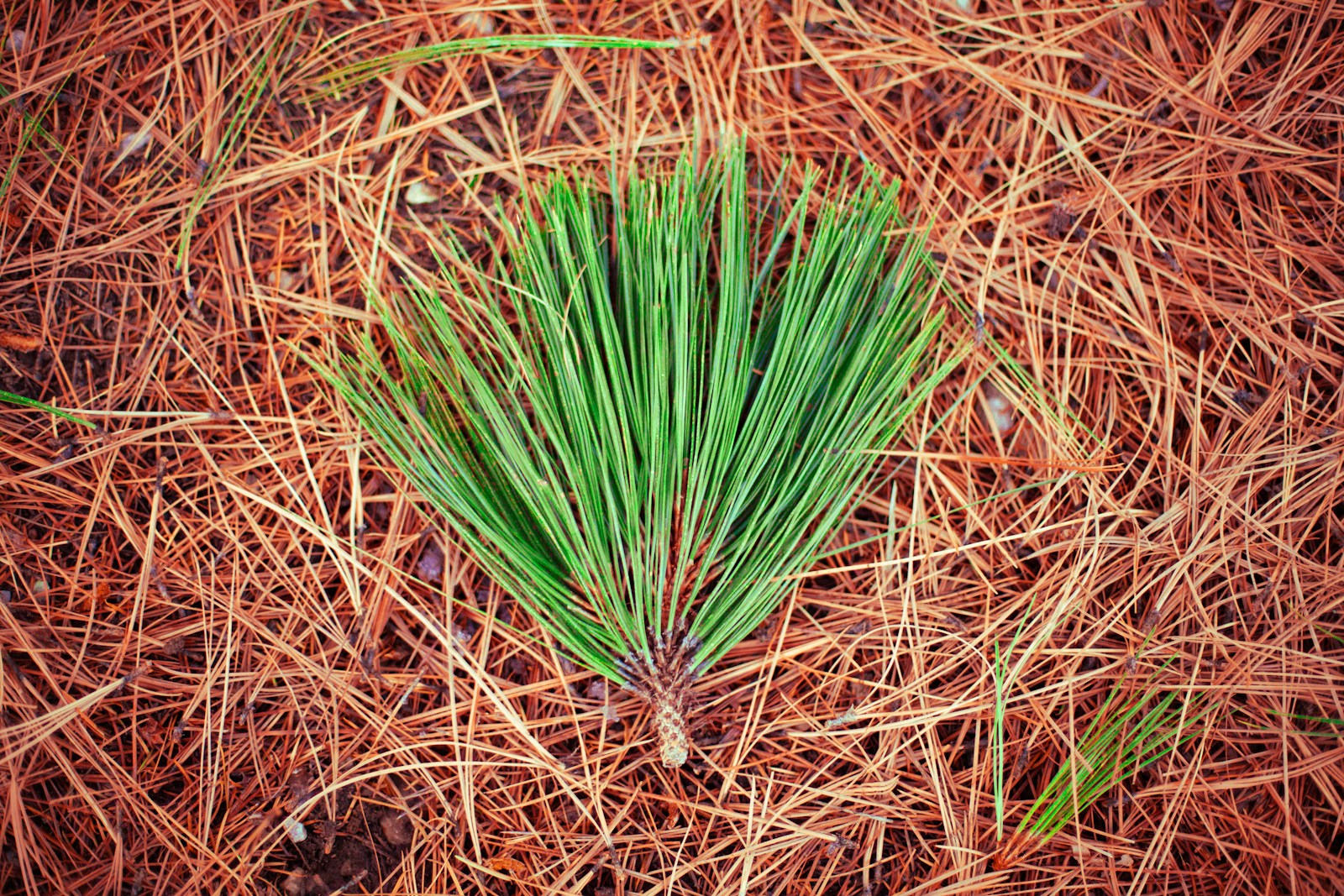 pine needles