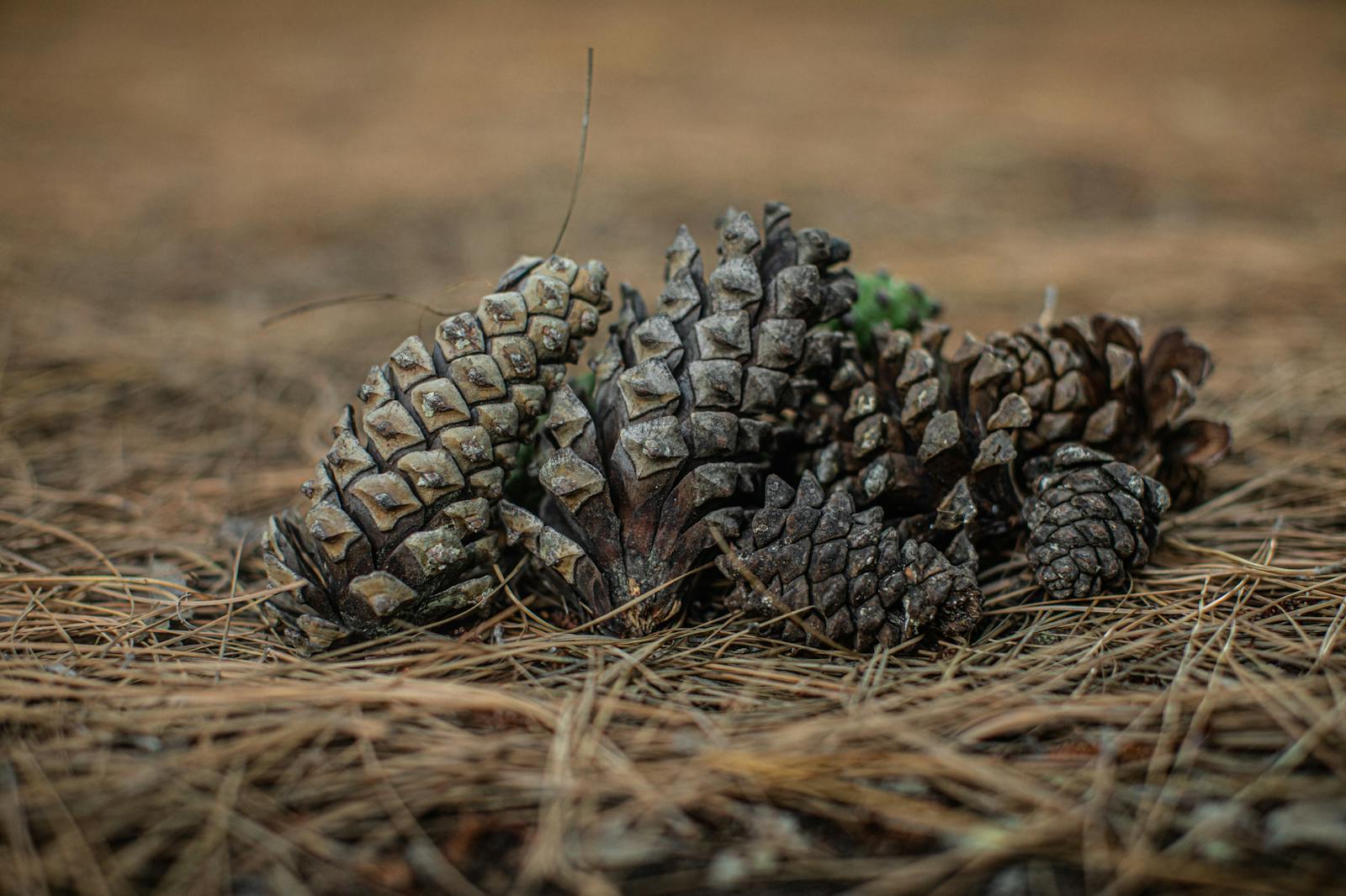 Will a Lawn Sweeper Pick Up Wet Pine Needles? (Complete Answer)