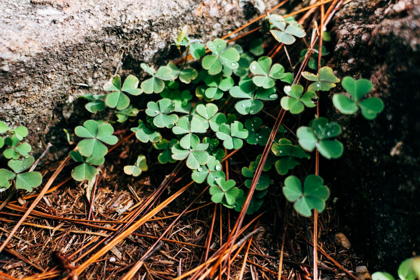 Close-up of vibrant clover leaves with dewdrops in a forest setting, ideal for nature themes.