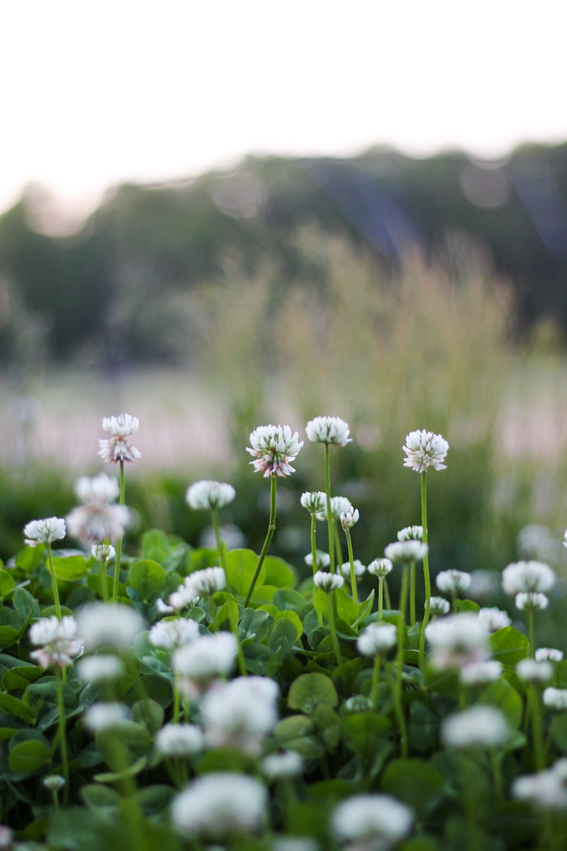 Cost Comparison: Clover vs Grass Lawns