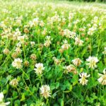 a field of flowers