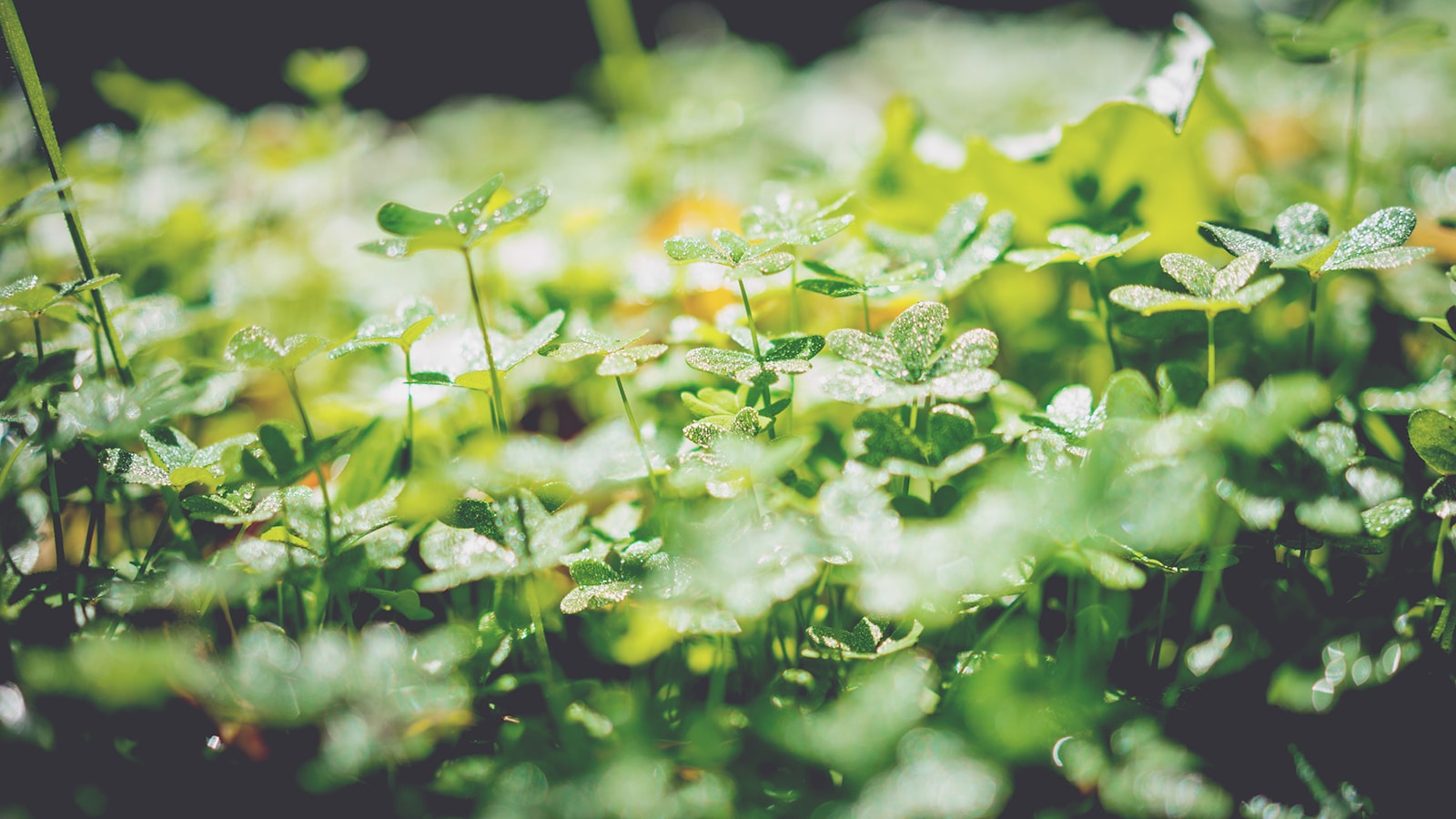 Environmental Benefits of Clover Lawns