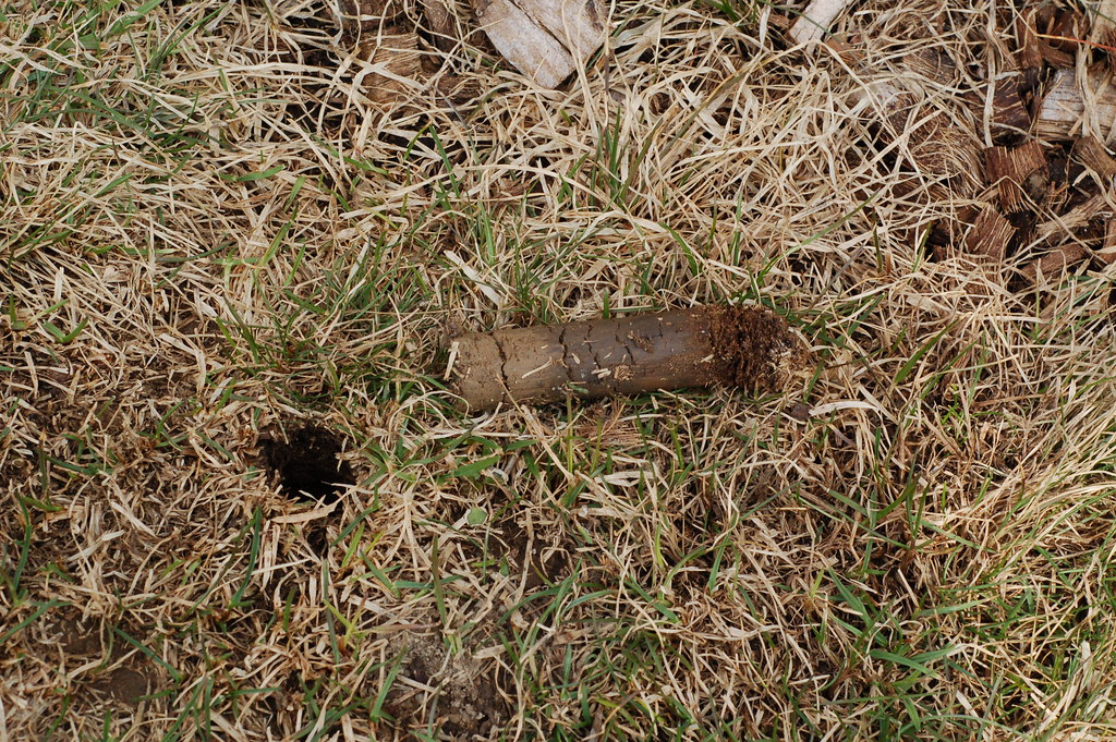 Should You Water Before or After Aerating? The Right Way to Prep and Recover Your Lawn