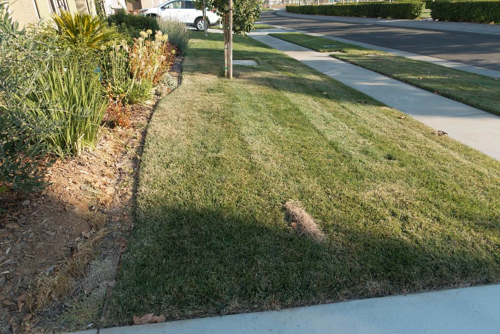 Electric vs Gas Dethatchers: Which Is Better for Your Lawn?