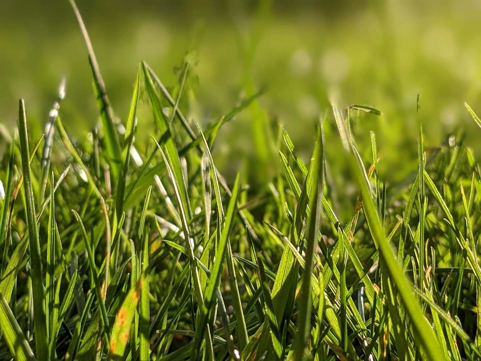 a close up of some green grass with a blurry background
