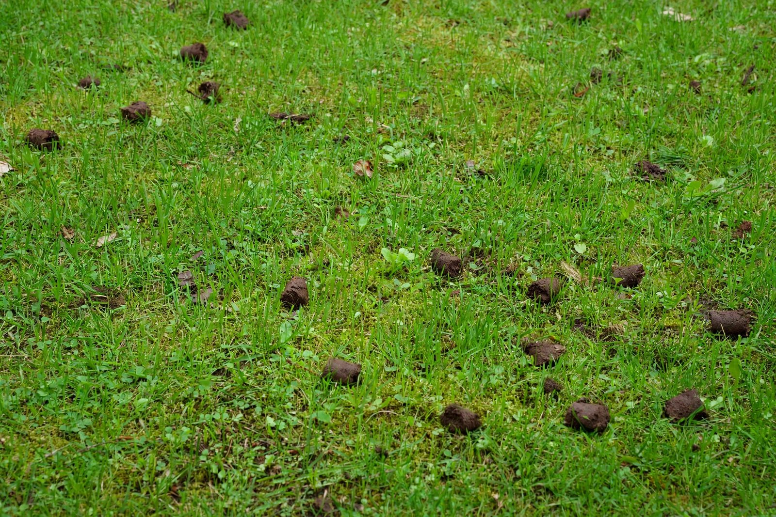 Should You Aerate Before or After Overseeding?